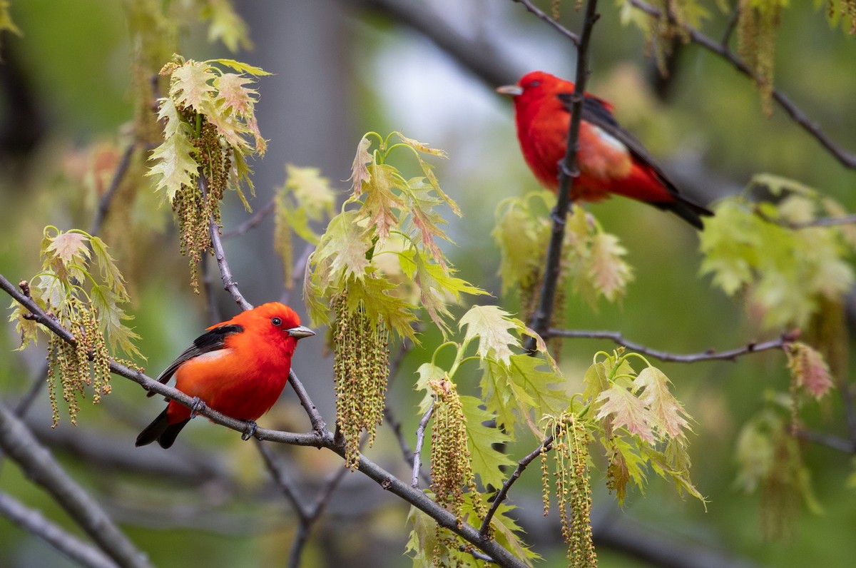 Scarlet Tanager - ML160060331