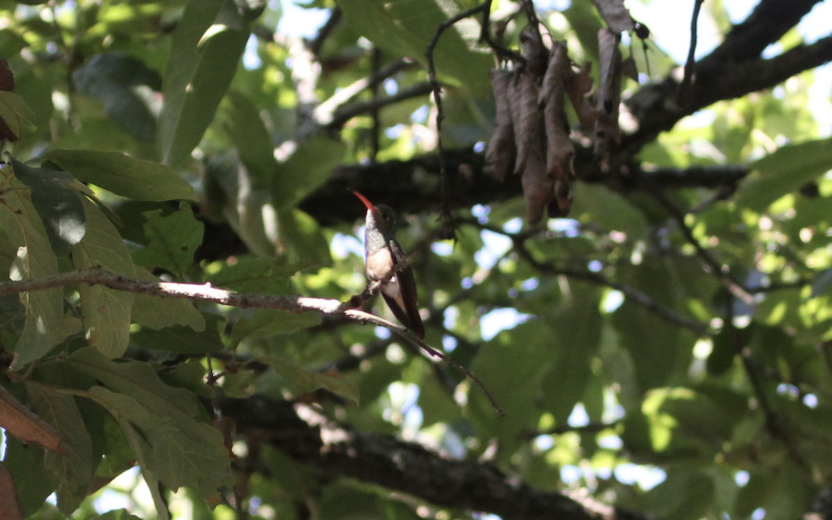 Buff-bellied Hummingbird - ML160063421