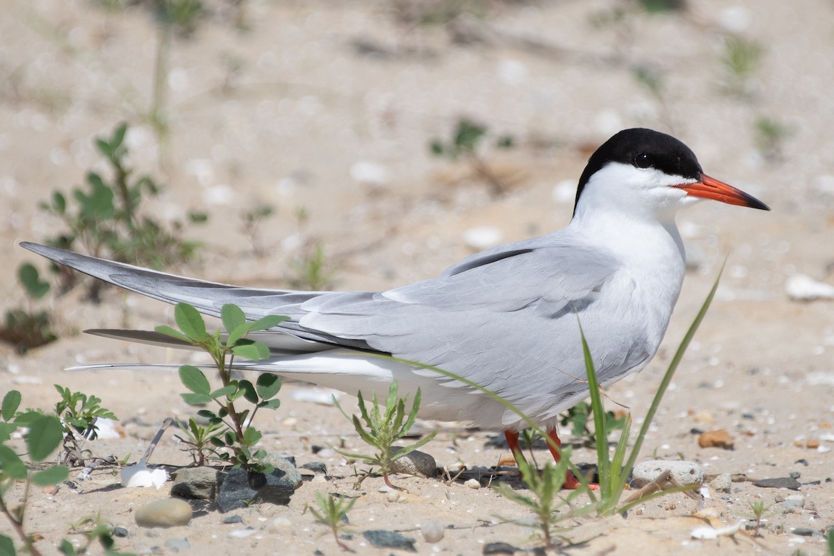 Common Tern - Christopher Gilbert