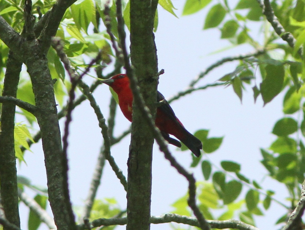 Scarlet Tanager - ML160070391