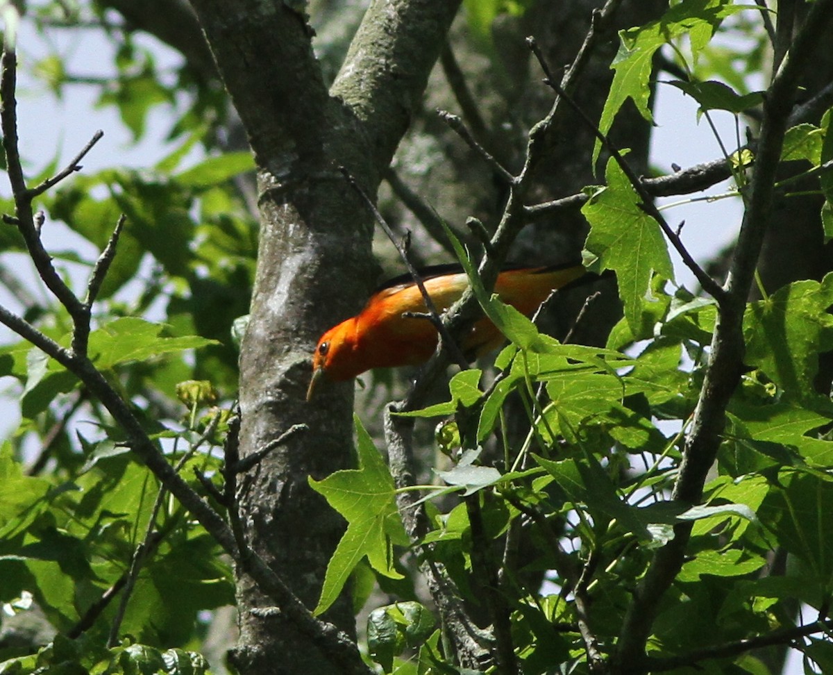Scarlet Tanager - ML160070401