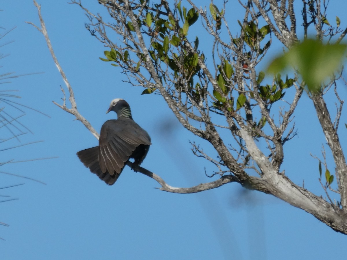 White-crowned Pigeon - ML160079081