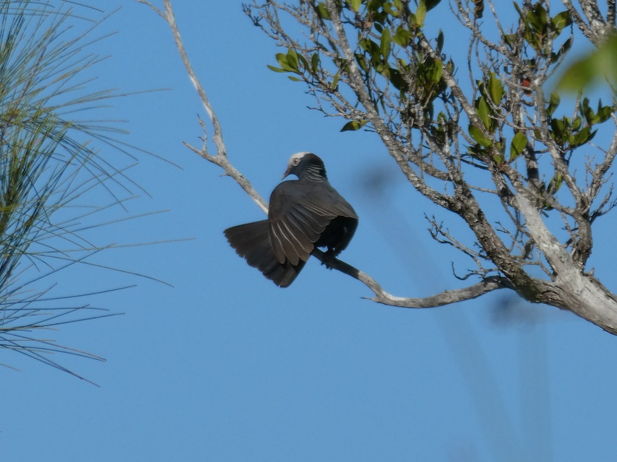 White-crowned Pigeon - ML160079211