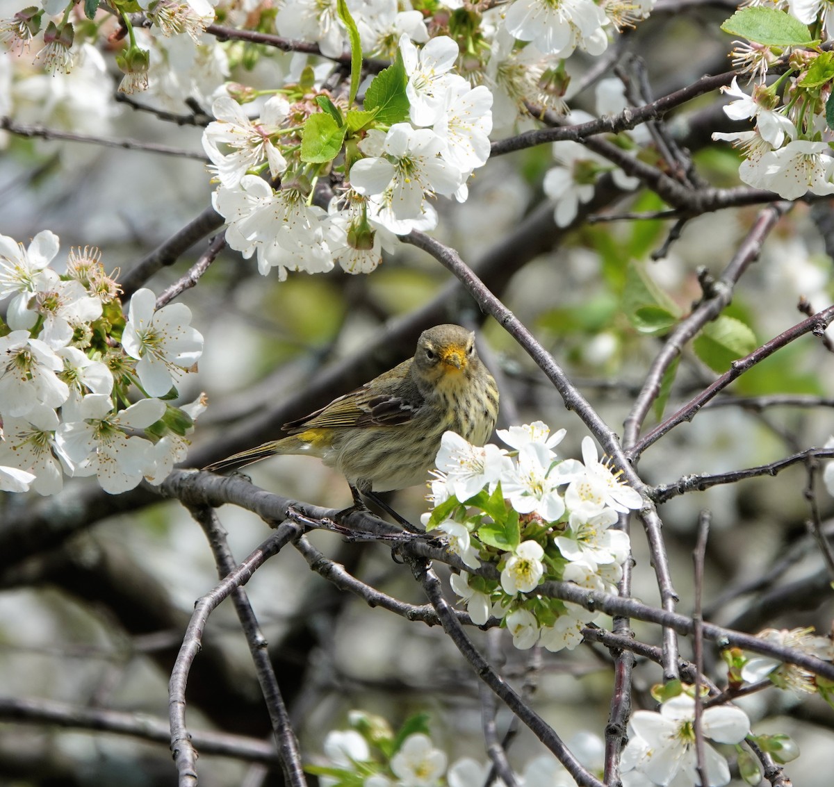 Cape May Warbler - ML160079241