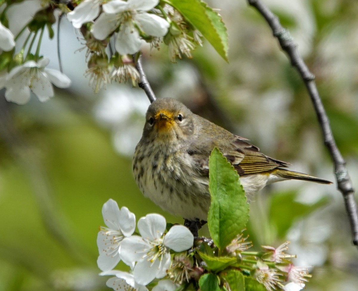 Cape May Warbler - ML160081471