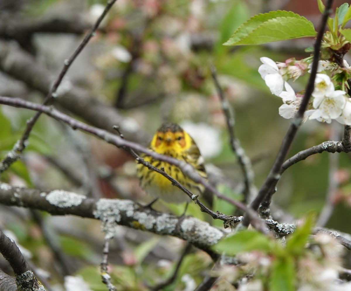 Cape May Warbler - ML160082511