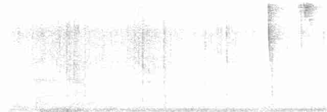 Stripe-tailed Hummingbird - ML160082821