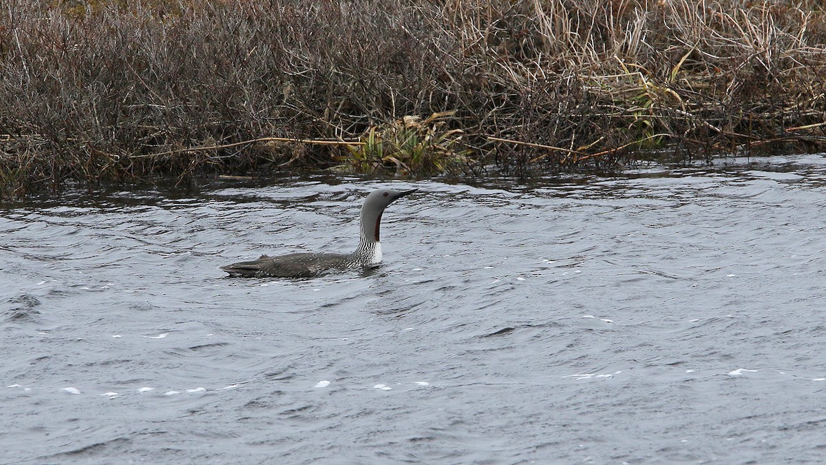 Red-throated Loon - patrick hacala