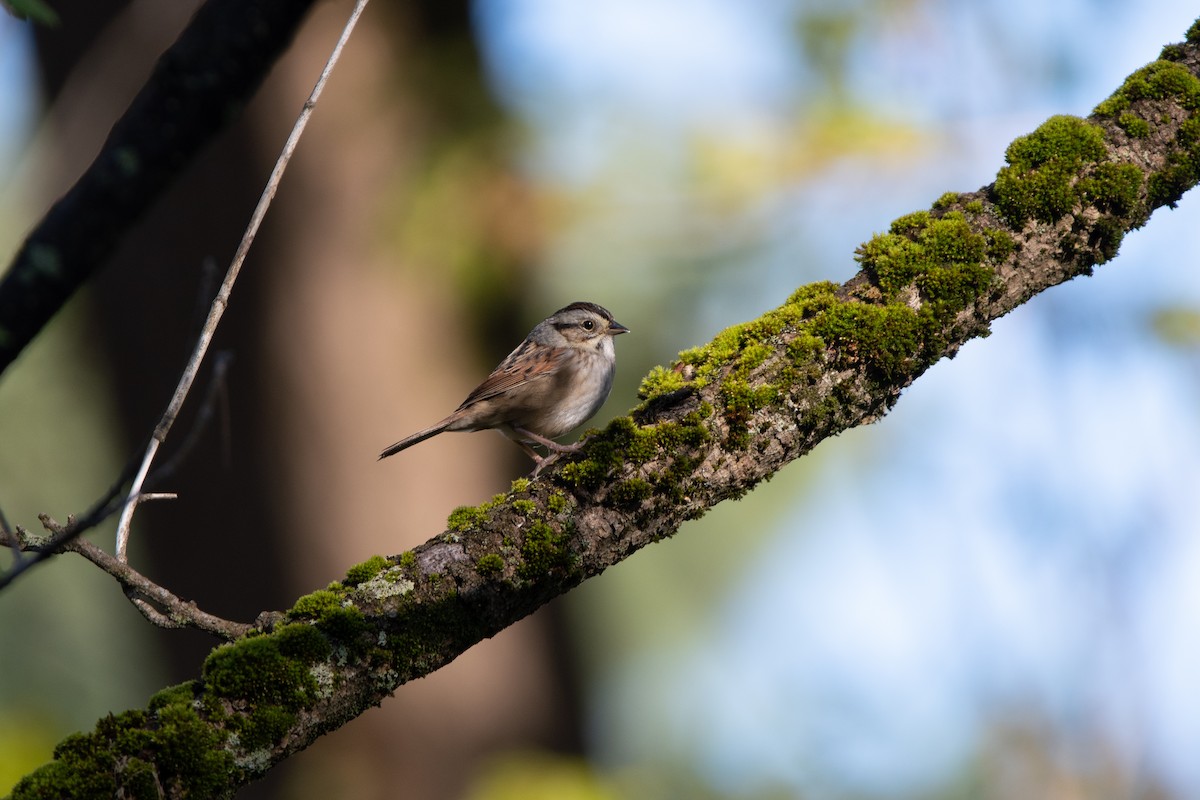 Swamp Sparrow - Atticus Soehren