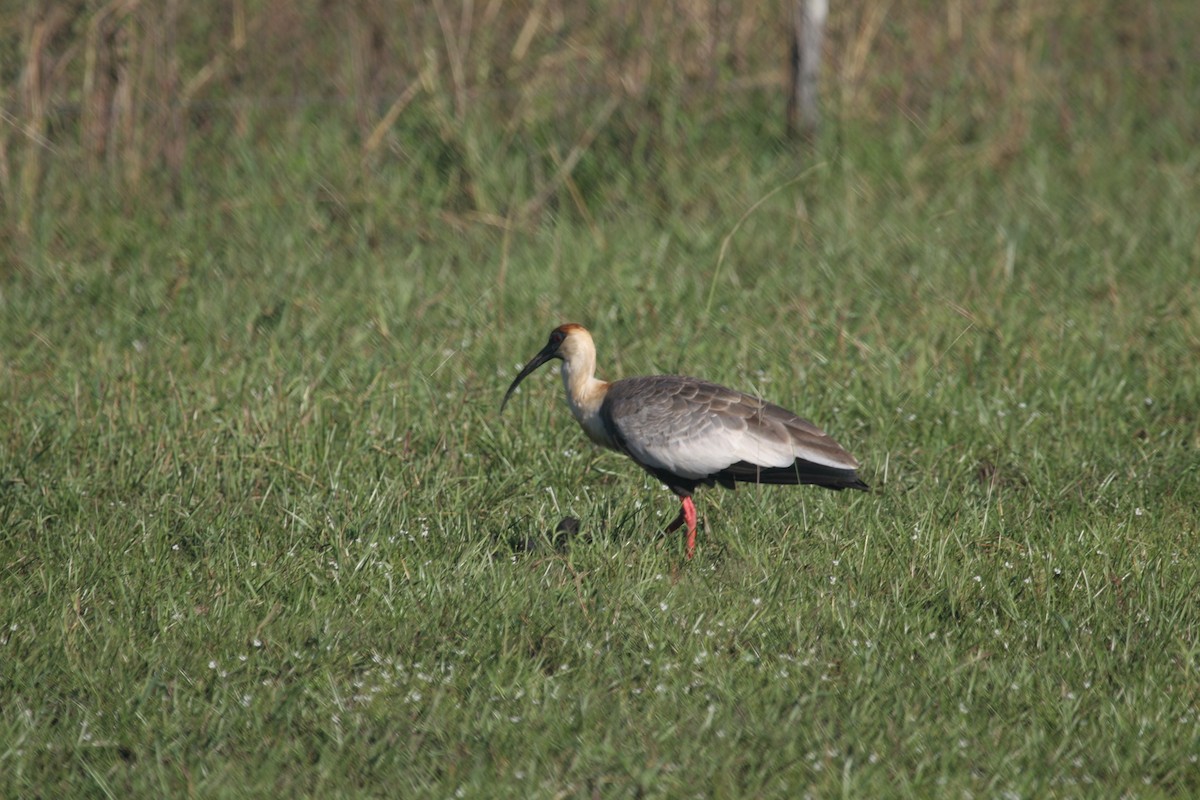 ibis bělokřídlý - ML160091231