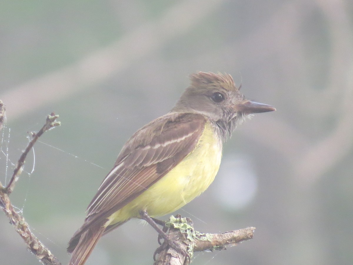 Great Crested Flycatcher - ML160092951