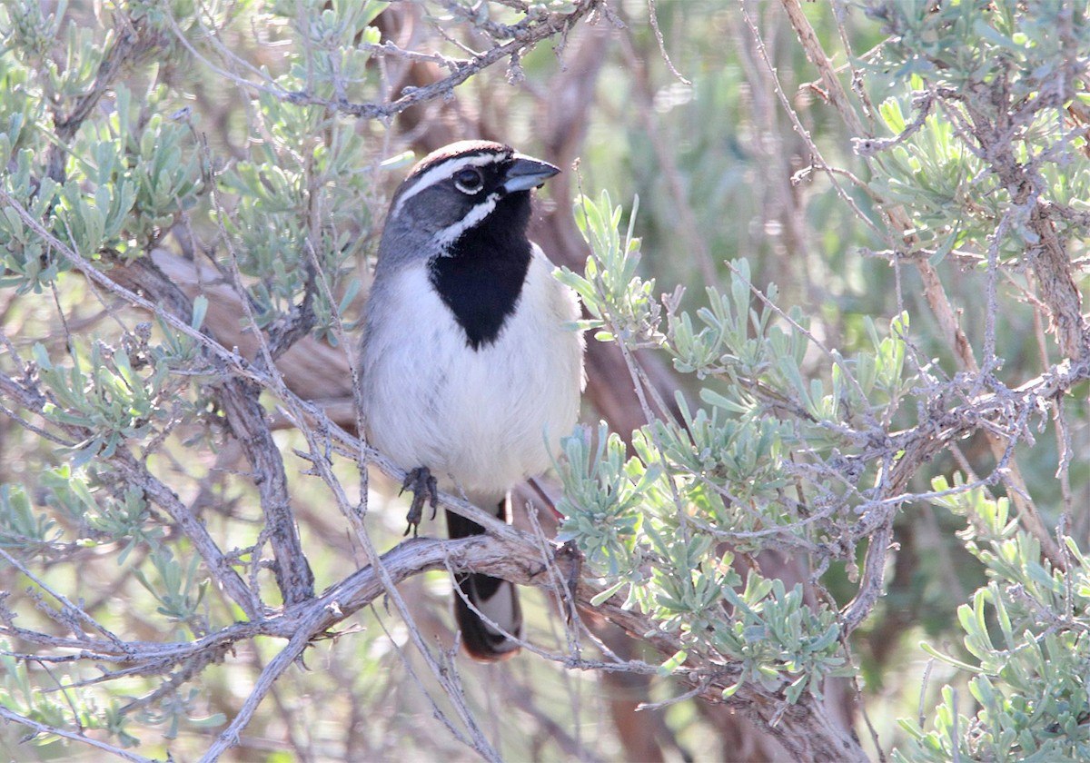 Black-throated Sparrow - ML160094771