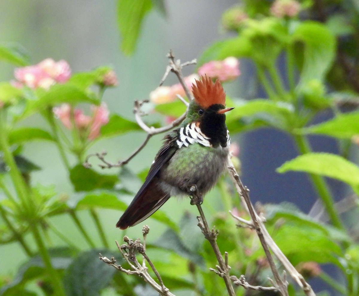 Frilled Coquette - ML160095481