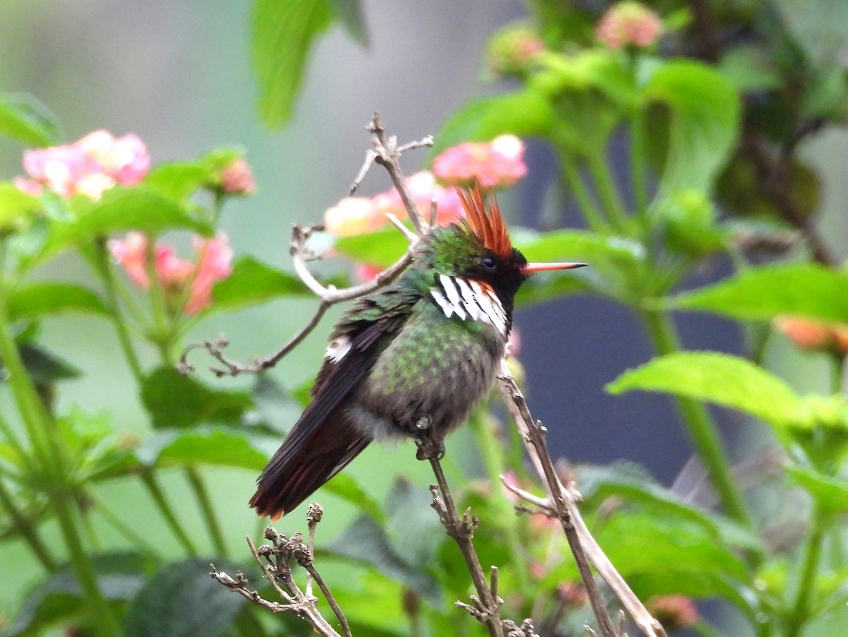 Frilled Coquette - ML160095531
