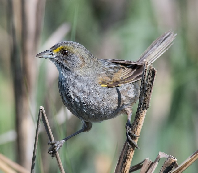 Alternate plumage frontal view (subspecies <em class="SciName notranslate">maritima</em>). - Seaside Sparrow - 