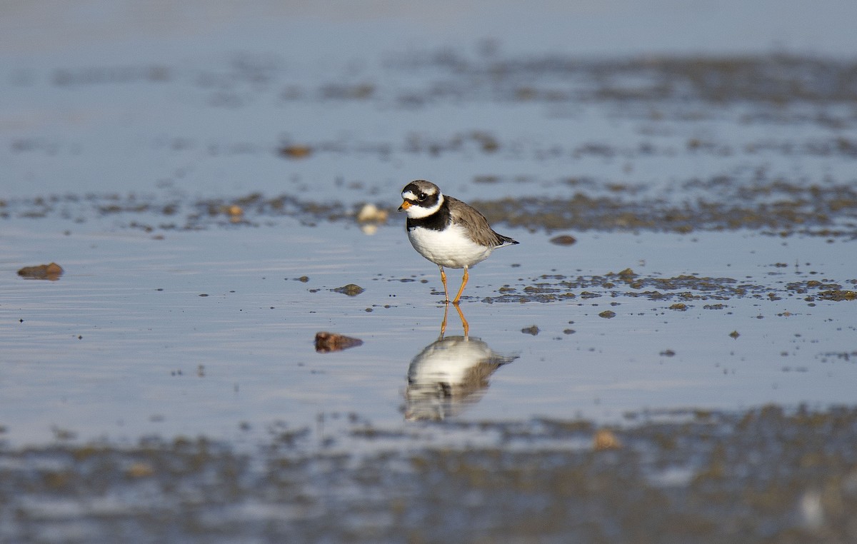 Common Ringed Plover - ML160097411