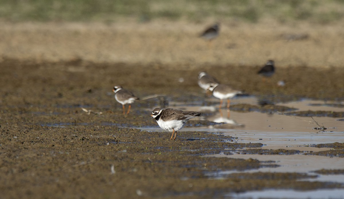 Common Ringed Plover - ML160097421