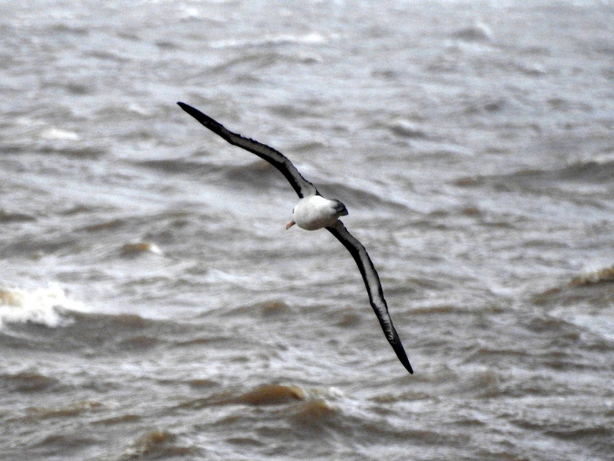 Black-browed Albatross - Carlos Crocce