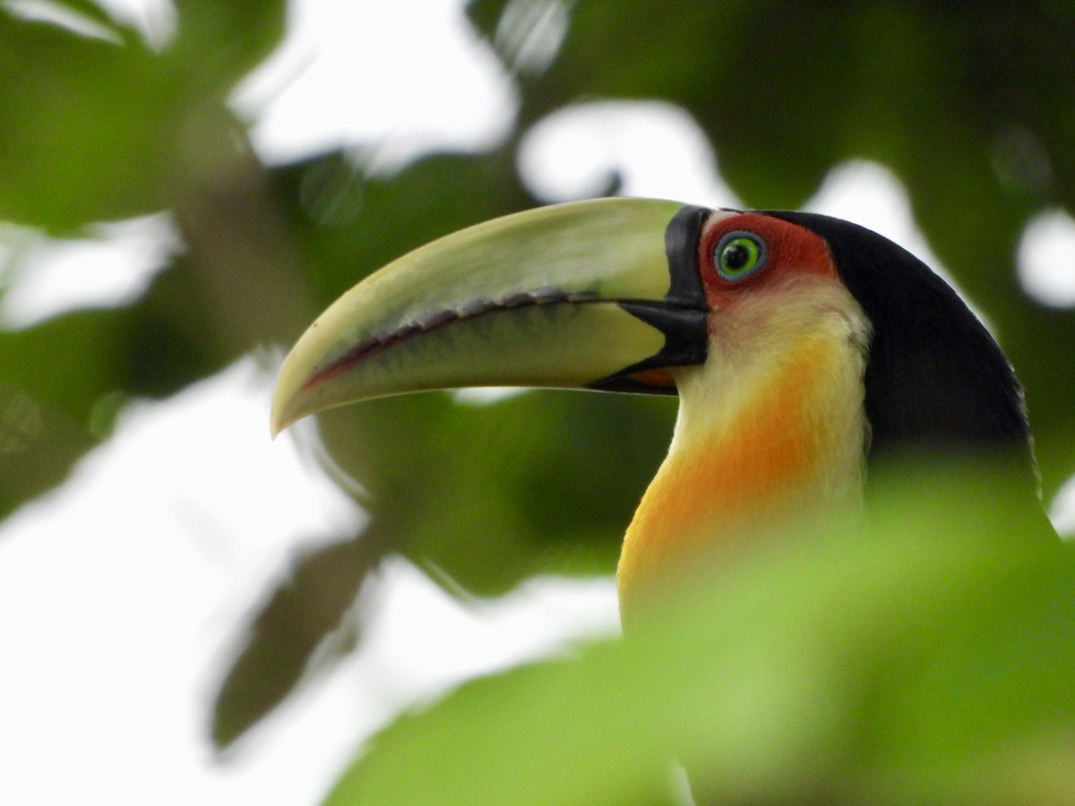 Red-breasted Toucan - ML160098531