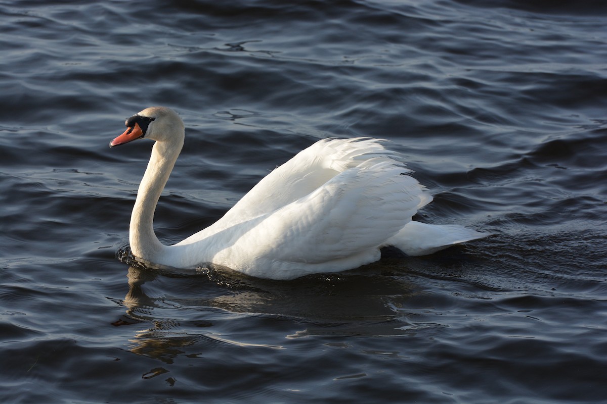 Mute Swan - ML160099661