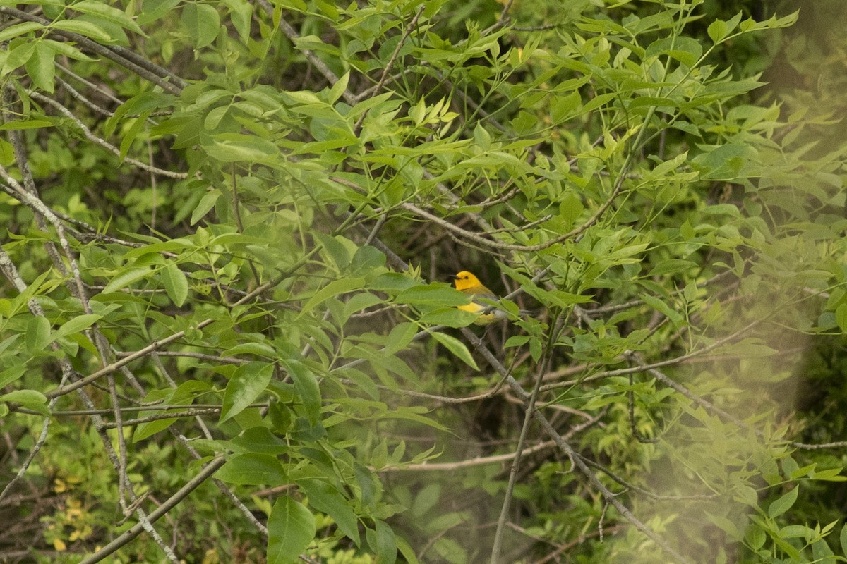 Prothonotary Warbler - ML160100601