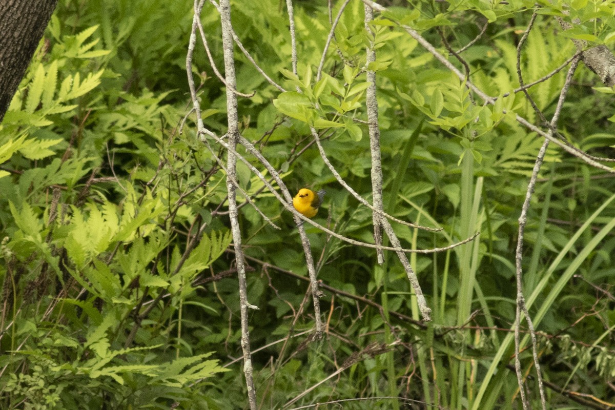 Prothonotary Warbler - ML160100611