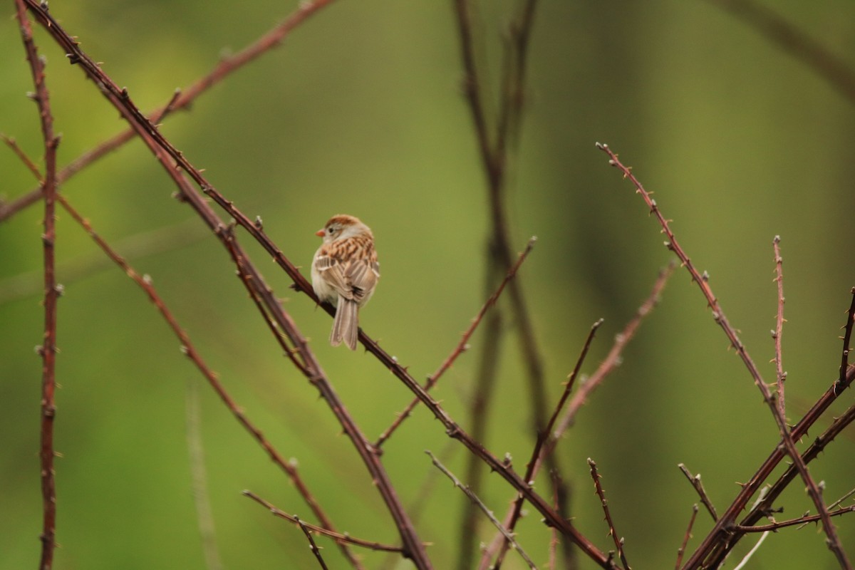 Field Sparrow - Andrew E and Rebecca A Steinmann