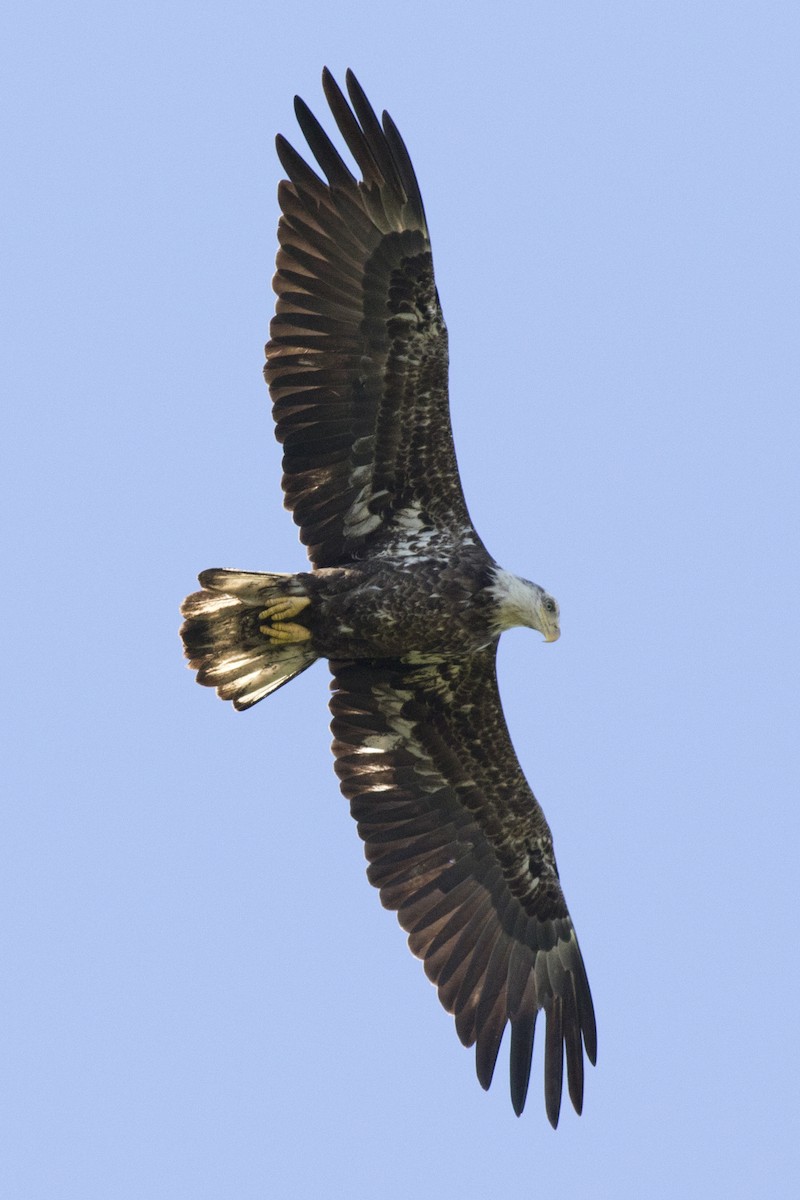Bald Eagle - ML160103591