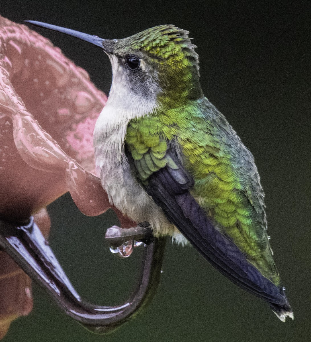 Ruby-throated Hummingbird - Jim Carroll