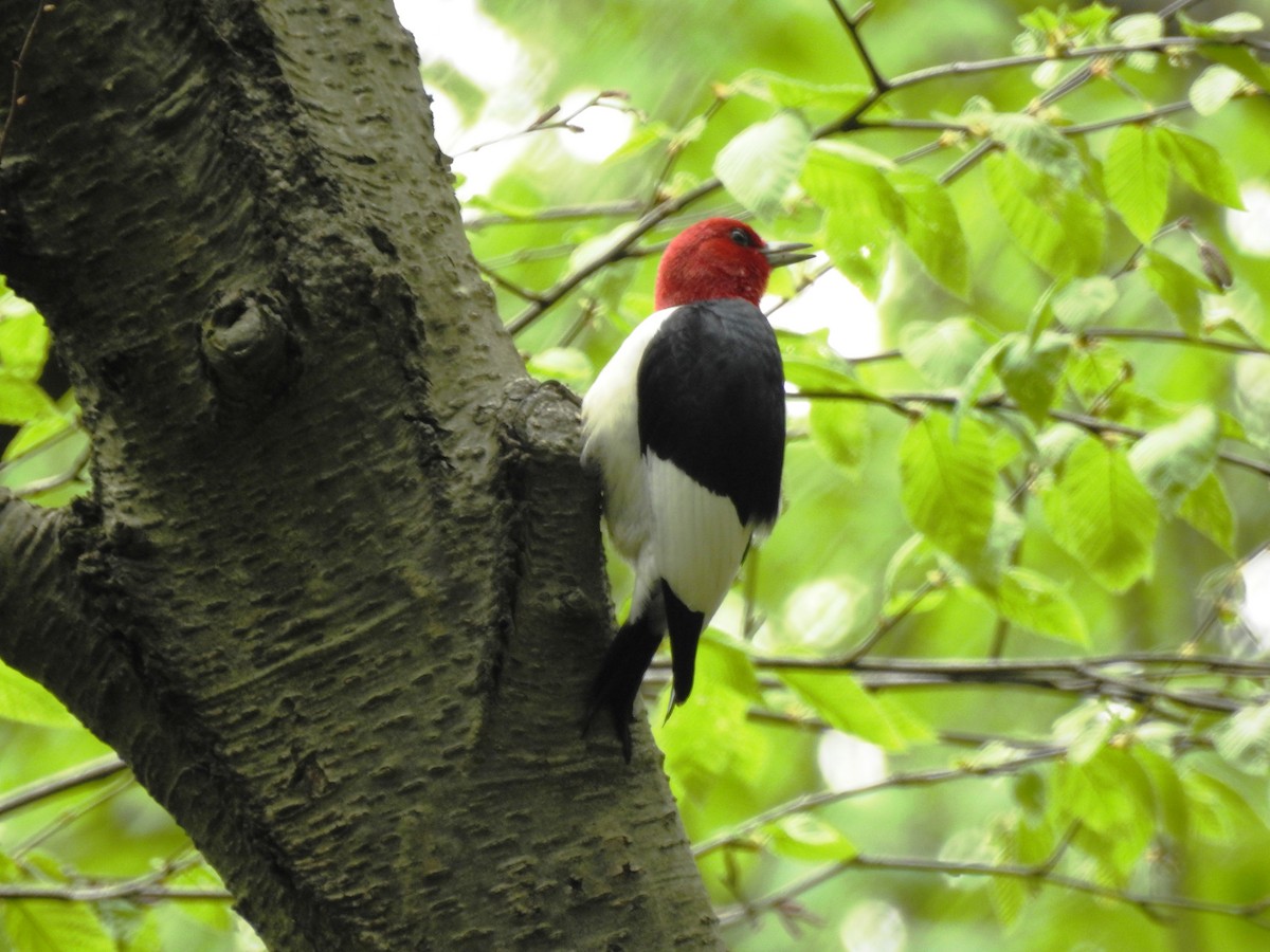 Red-headed Woodpecker - ML160115141