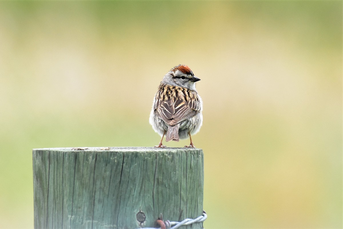 Chipping Sparrow - ML160115561