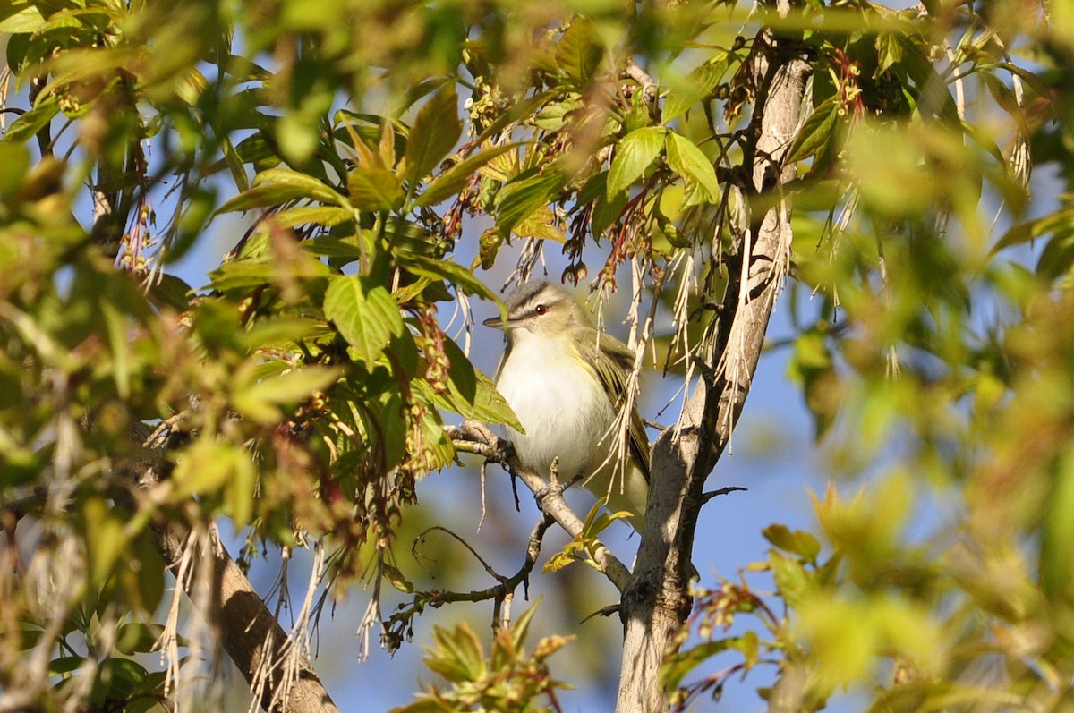 Red-eyed Vireo - Kaitlin Brough