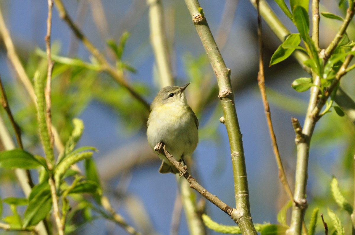 Tennessee Warbler - Kaitlin Brough