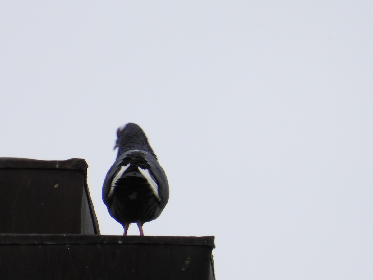 Rock Pigeon (Feral Pigeon) - ML160118241
