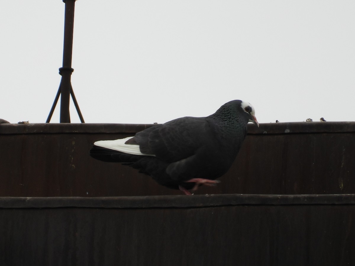 Rock Pigeon (Feral Pigeon) - ML160118511