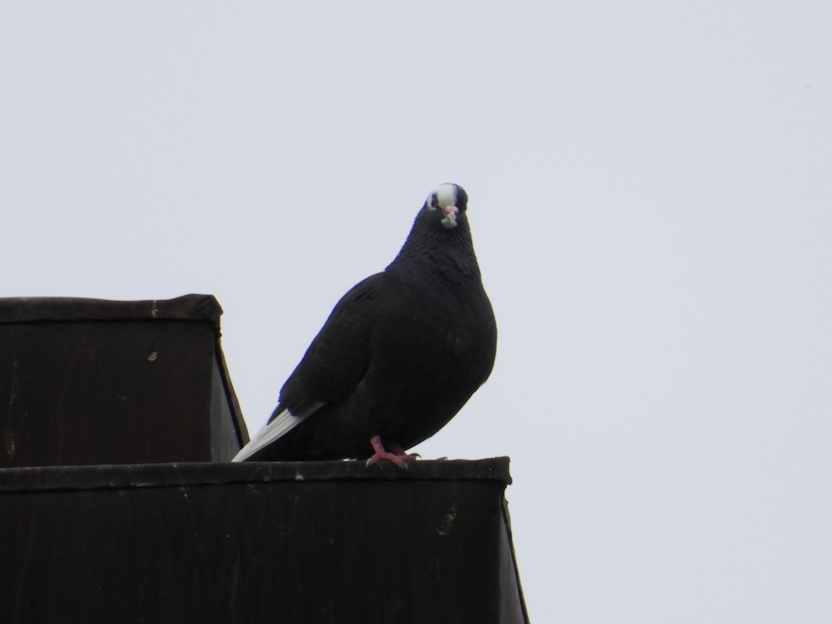 Rock Pigeon (Feral Pigeon) - ML160118561