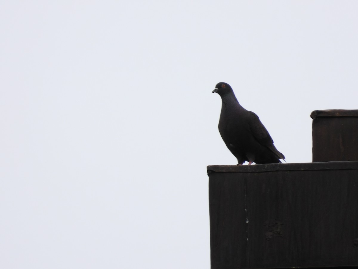 Rock Pigeon (Feral Pigeon) - ML160118601