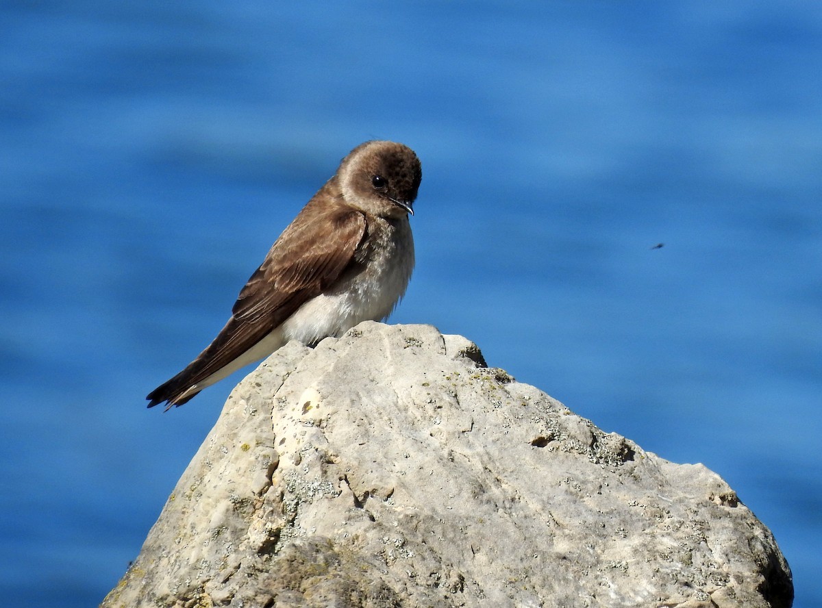 Northern Rough-winged Swallow - Theresa Dobko (td birder)