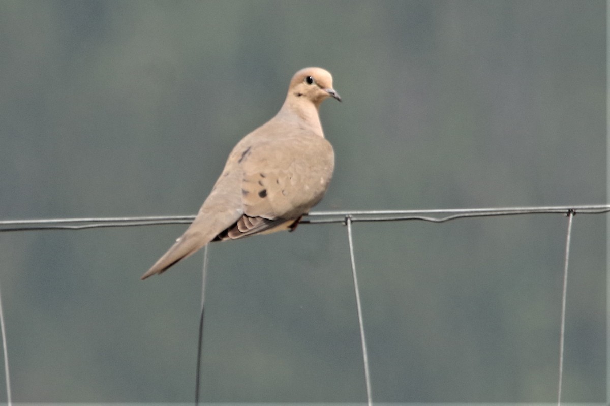 Mourning Dove - Don Manson