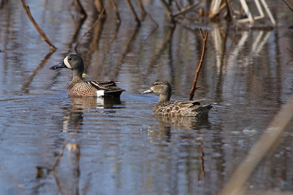 Blue-winged Teal - ML160124151
