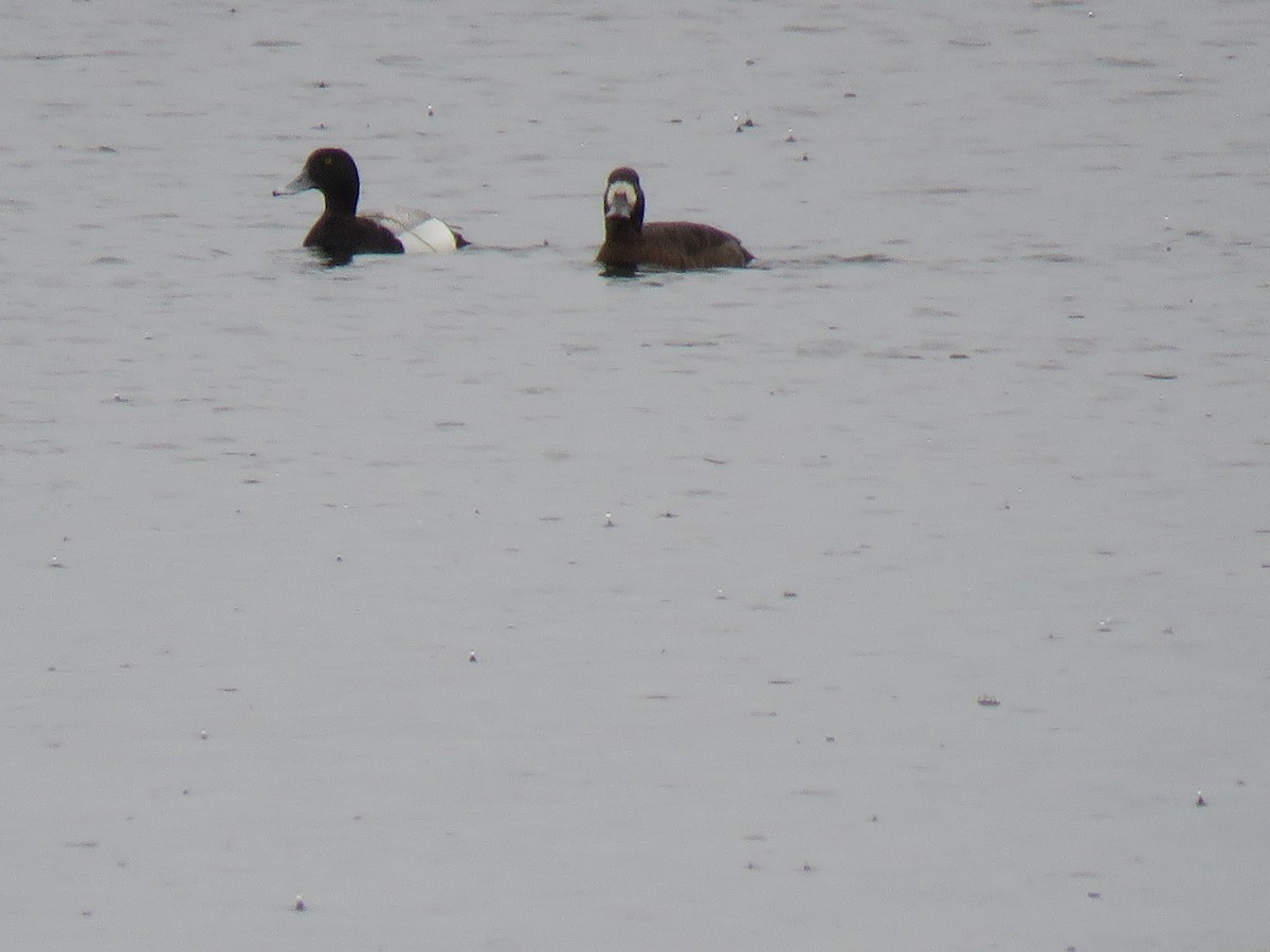 Greater Scaup - Nick Ramsey