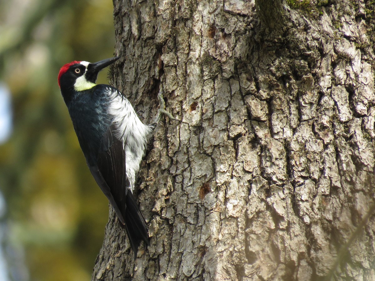 Acorn Woodpecker - ML160129851