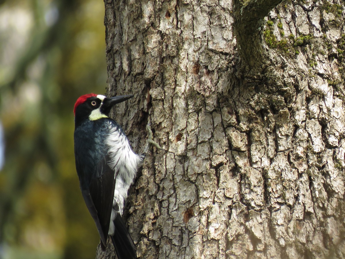 Acorn Woodpecker - ML160129861