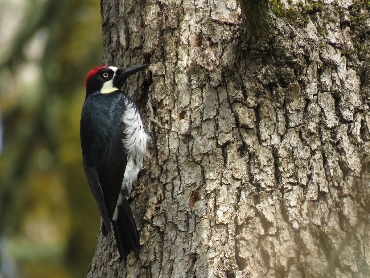 Acorn Woodpecker - ML160129911