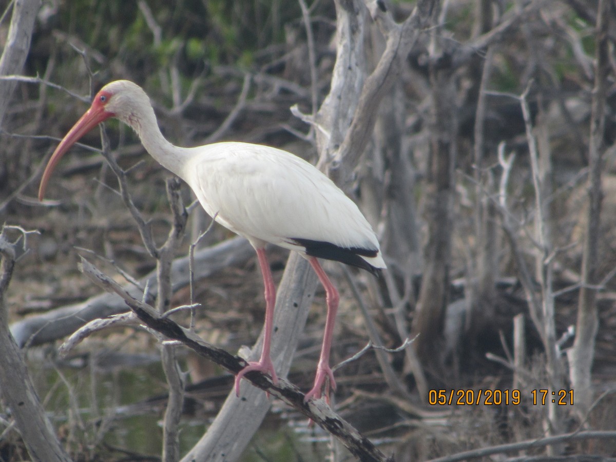 ibis bílý - ML160130421