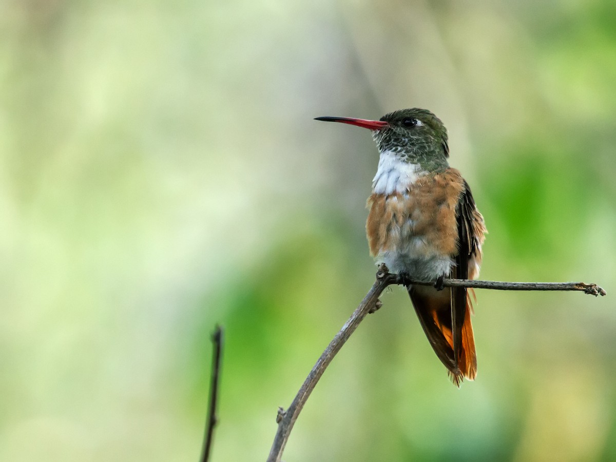 Amazilia Hummingbird - Nick Athanas