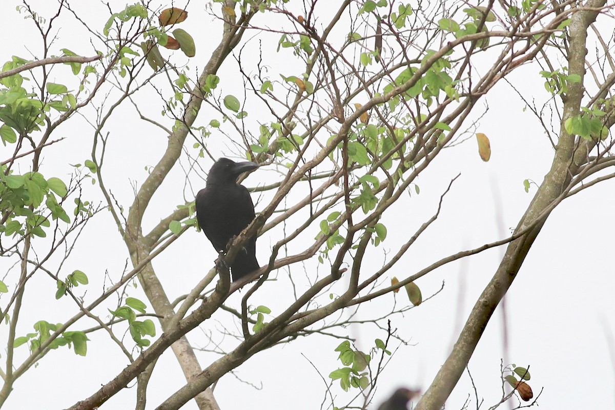 Large-billed Crow - Ting-Wei (廷維) HUNG (洪)
