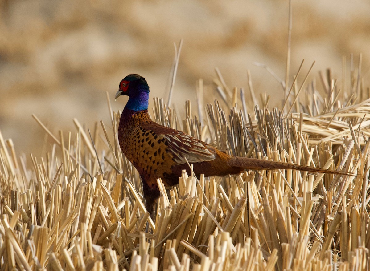 Ring-necked Pheasant - ML160151621