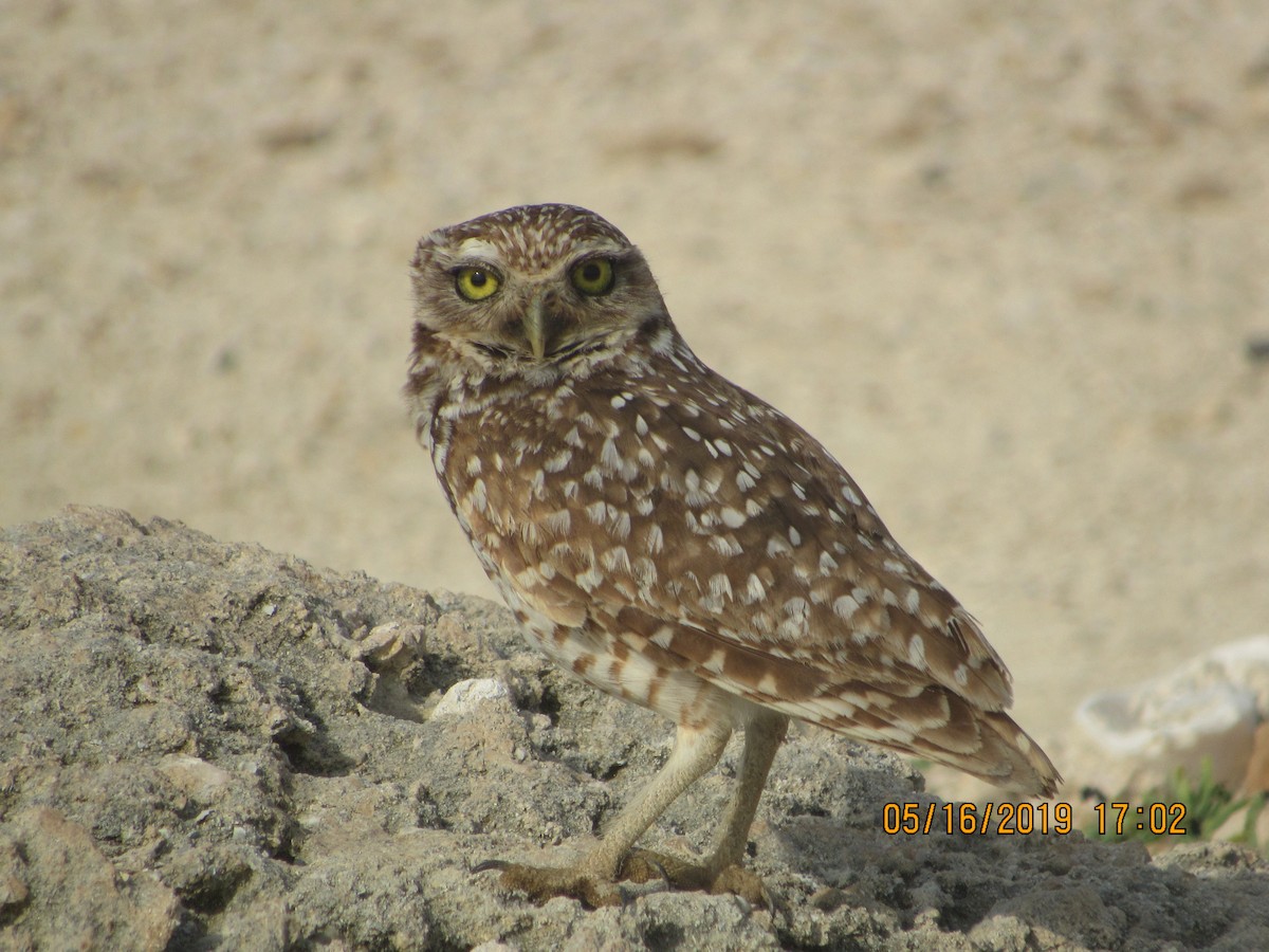 Burrowing Owl - Vivian F. Moultrie