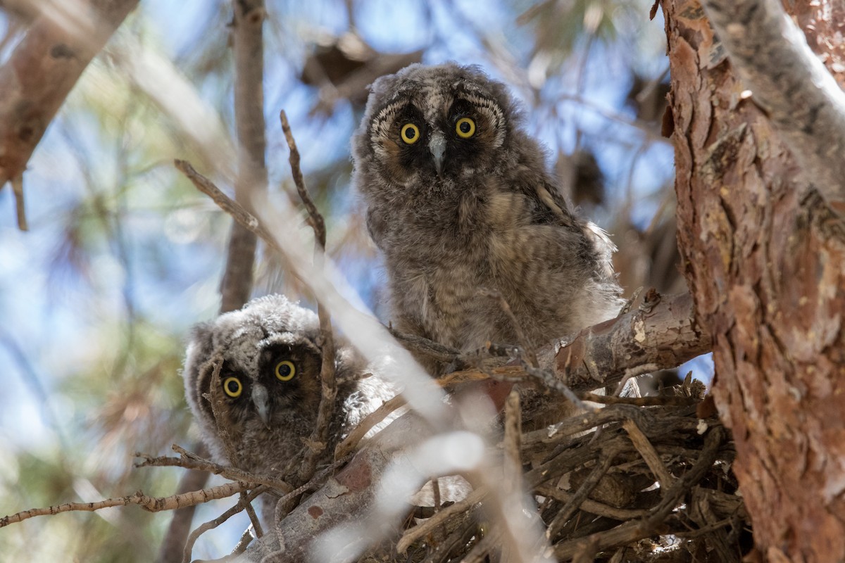 Long-eared Owl - ML160158781